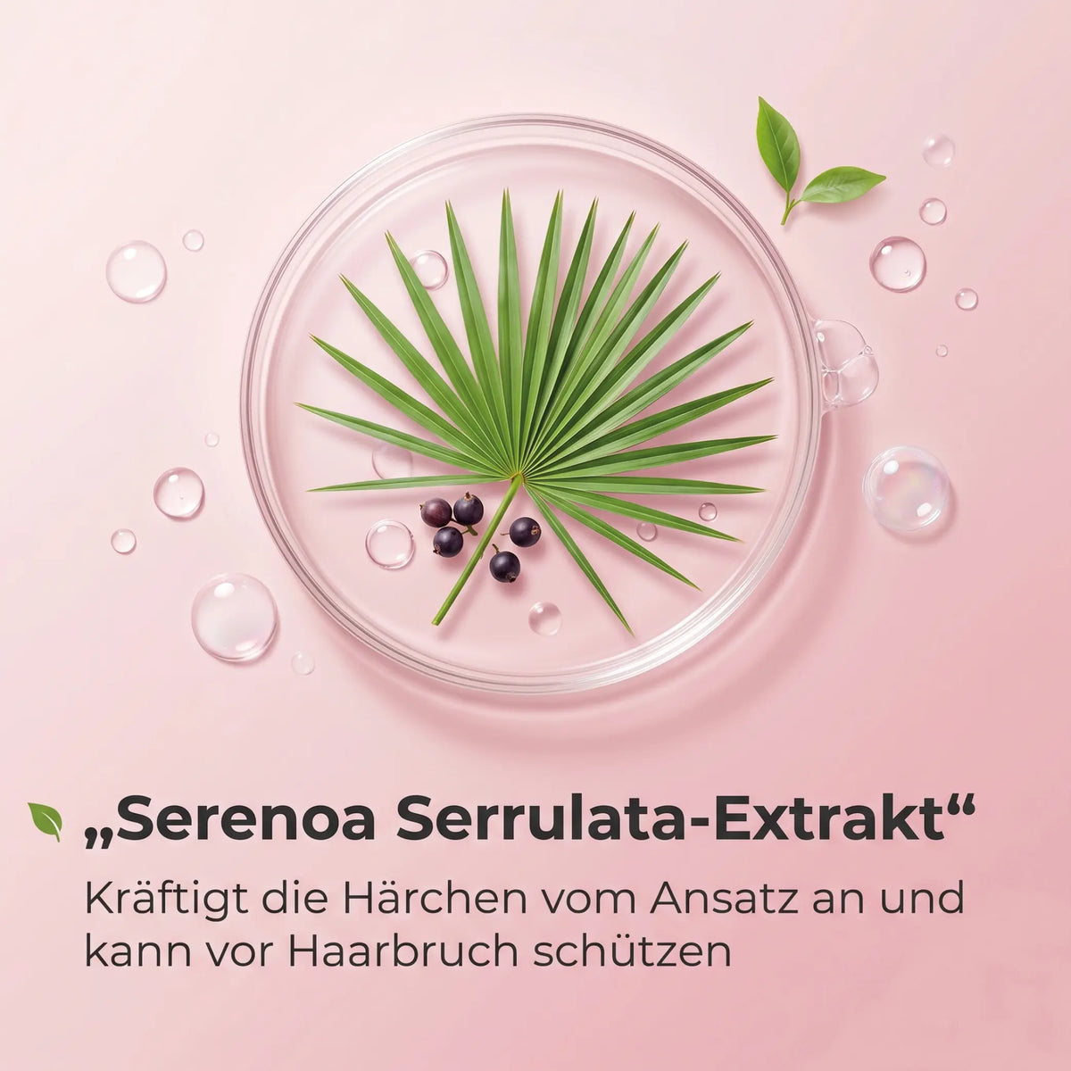 Serenoa Serrulata-Extrakt: Sägepalmenblatt mit Beeren in einer Petrischale auf rosa Hintergrund