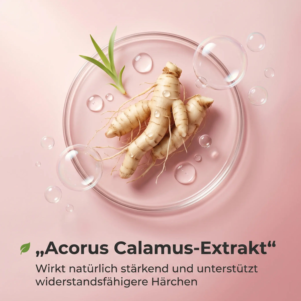 Acorus Calamus-Extrakt: Kalmuswurzel in einer Petrischale auf rosa Hintergrund