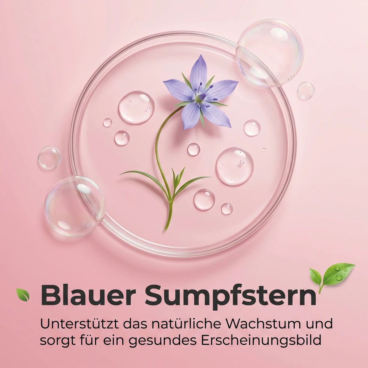 Blauer Sumpfstern: blaue Blüte in einer Petrischale auf rosa Hintergrund