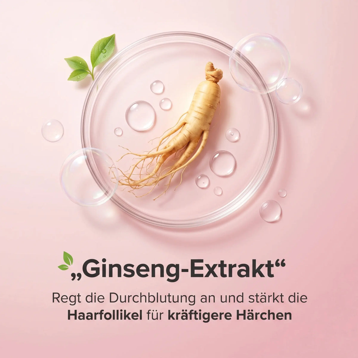Ginseng-Extrakt: Ginsengwurzel in einer Petrischale auf rosa Hintergrund